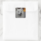 Amerikaanse Eskimo Dog Stickers (Tas)