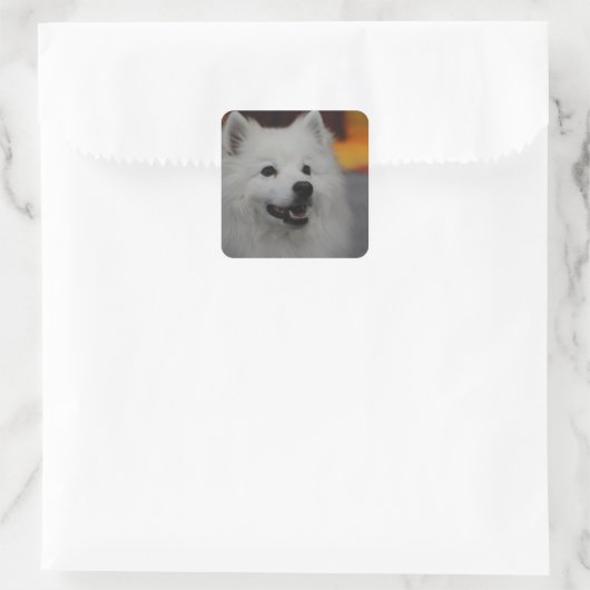 Amerikaanse Eskimo Dog Stickers (Tas)