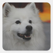 Amerikaanse Eskimo Dog Stickers (Voorkant)