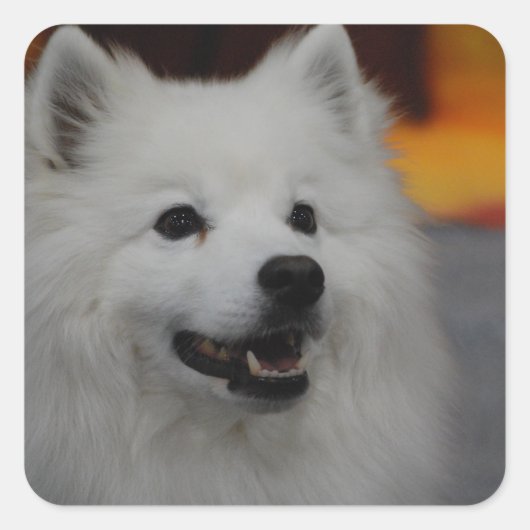 Amerikaanse Eskimo Dog Stickers (Voorkant)