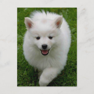 Amerikaanse Eskimo Eskie Puppy Dog Blank Briefkaar Briefkaart