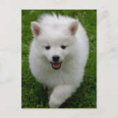 Amerikaanse Eskimo Eskie Puppy Dog Blank Briefkaar Briefkaart (Voorkant)