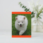 Amerikaanse Eskimo Eskie Puppy Dog Blank Briefkaar Briefkaart (Staand voorkant)