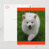 Amerikaanse Eskimo Eskie Puppy Dog Blank Briefkaar Briefkaart (Voorkant / Achterkant)