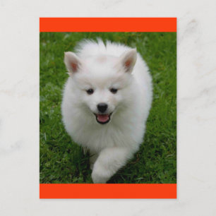Amerikaanse Eskimo Eskie Puppy Dog Blank Briefkaar Briefkaart