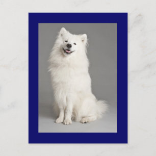 Amerikaanse Eskimo Eskie Puppy Dog Blank Briefkaar Briefkaart