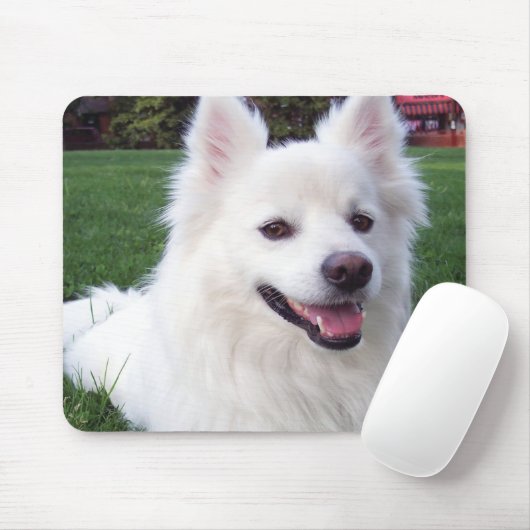 Amerikaanse Eskimo-hond Muismat (Met muis)