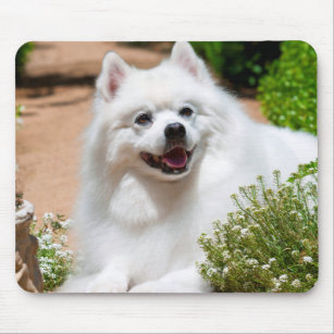 Amerikaanse Eskimo-hond op tuinpad Muismat