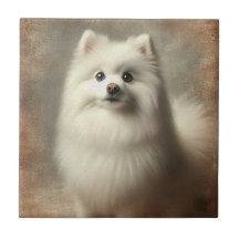 Amerikaanse Eskimo-hond