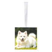 Amerikaanse Eskimo hond twee foto kerstvakantie Decoratie (Rechts)