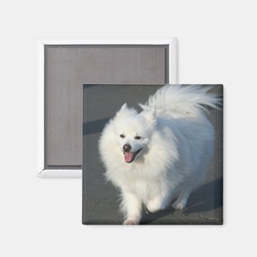 Amerikaanse Eskimo Magneet (Voorkant / Achterkant)