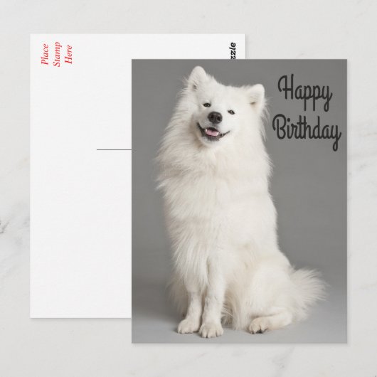 Amerikaanse Eskimo Puppy Dog Briefkaart (Voorkant / Achterkant)