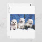 Amerikaanse Eskimopuppykaart Briefkaart (Voorkant / Achterkant)