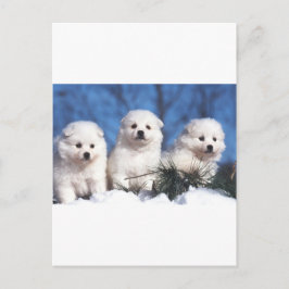 Amerikaanse Eskimopuppykaart Briefkaart