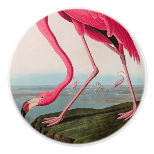 Amerikaanse Flamingo Birds of America Audubon Prin Keramische Knop (Voorkant)
