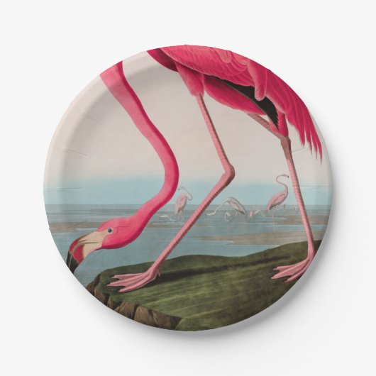 Amerikaanse Flamingo Birds of America Audubon Prin Papieren Bordje (Voorkant)