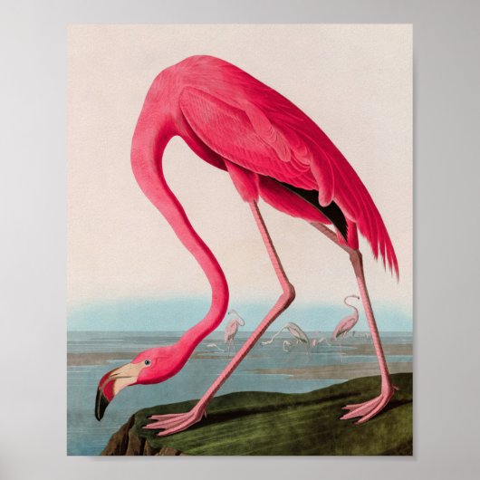 Amerikaanse Flamingo Birds of America Audubon Prin Poster (Voorkant)