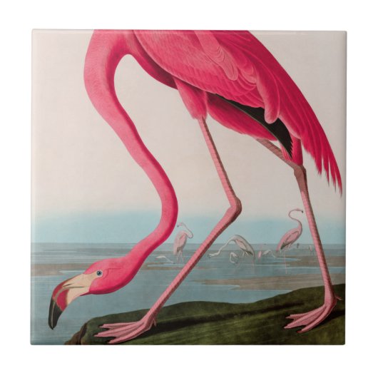 Amerikaanse Flamingo Birds of America Audubon Prin Tegeltje (Voorkant)