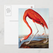 Amerikaanse Flamingo Briefkaart (Voorkant / Achterkant)