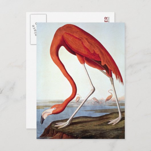 Amerikaanse Flamingo Briefkaart (Voorkant / Achterkant)