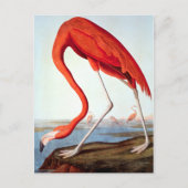 Amerikaanse Flamingo Briefkaart (Voorkant)