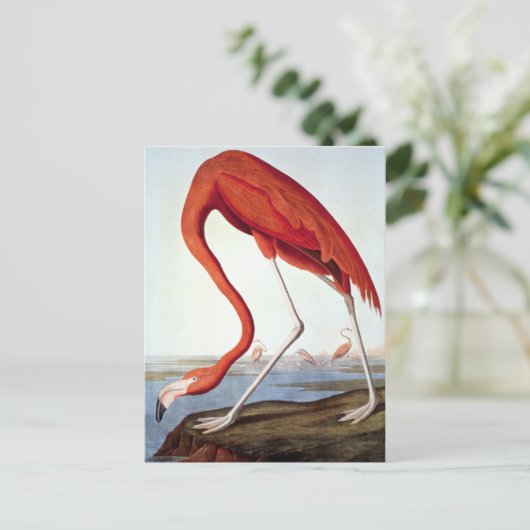 Amerikaanse Flamingo Briefkaart (Staand voorkant)