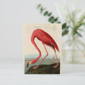 Amerikaanse Flamingo door Audubon Briefkaart (Staand voorkant)