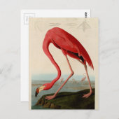 Amerikaanse Flamingo door Audubon Briefkaart (Voorkant / Achterkant)