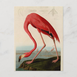 Amerikaanse Flamingo door Audubon Briefkaart
