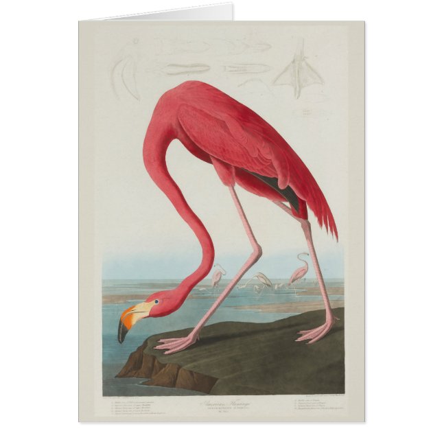 Amerikaanse Flamingo door J. J. Audubon (Voorkant)