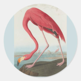 Amerikaanse Flamingo door John James Audubon 1838 Ronde Sticker