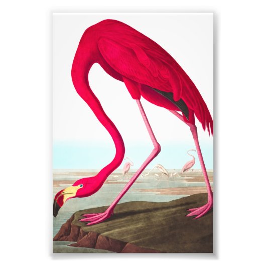 Amerikaanse Flamingo door John James Audubon Foto Afdruk (Voorkant)