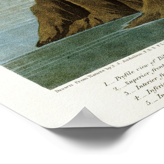 Amerikaanse Flamingo door John James Audubon Poster (Hoek)