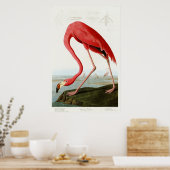 Amerikaanse Flamingo door John James Audubon Poster (Keuken)