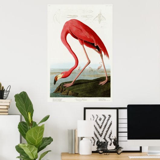 Amerikaanse Flamingo door John James Audubon Poster (Thuiskantoor)