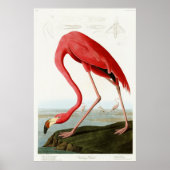 Amerikaanse Flamingo door John James Audubon Poster (Voorkant)