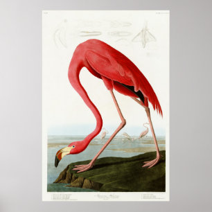 Amerikaanse Flamingo door John James Audubon Poster