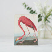 Amerikaanse Flamingo ... J.J. Audubon Briefkaart (Staand voorkant)