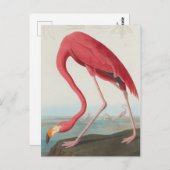 Amerikaanse Flamingo ... J.J. Audubon Briefkaart (Voorkant / Achterkant)