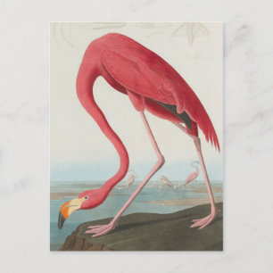 Amerikaanse Flamingo ... J.J. Audubon Briefkaart