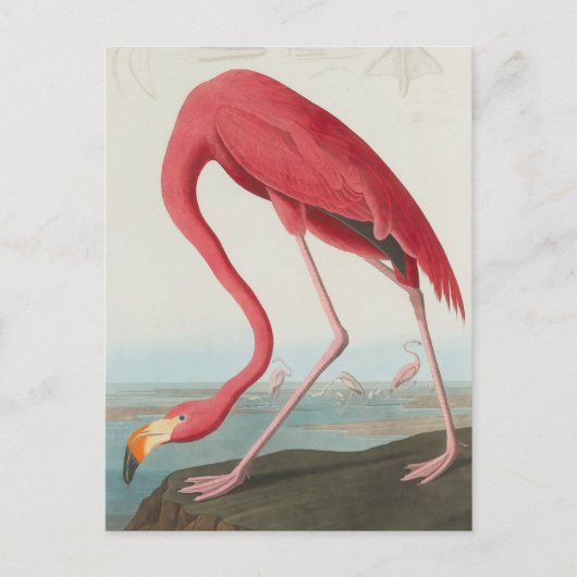 Amerikaanse Flamingo ... J.J. Audubon Briefkaart (Voorkant)