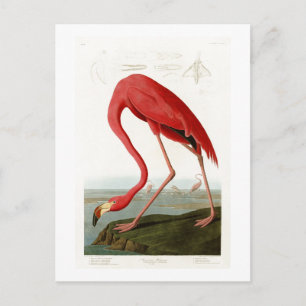 Amerikaanse Flamingo John Audubon Birds of America Briefkaart