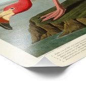 Amerikaanse Flamingo John Audubon Birds of America Foto Afdruk (Hoek)
