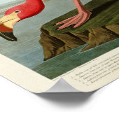 Amerikaanse Flamingo John Audubon Birds of America Poster (Hoek)