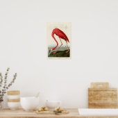 Amerikaanse Flamingo John Audubon Birds of America Poster (Keuken)