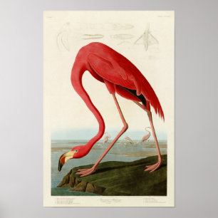 Amerikaanse Flamingo John Audubon Birds of America Poster