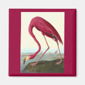 Amerikaanse Flamingo, John James Audubon Magneet (Voorkant)