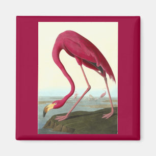 Amerikaanse Flamingo, John James Audubon Magneet