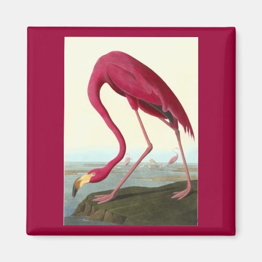 Amerikaanse Flamingo, John James Audubon Magneet (Voorkant)