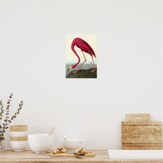 Amerikaanse Flamingo, John James Audubon Poster (Keuken)